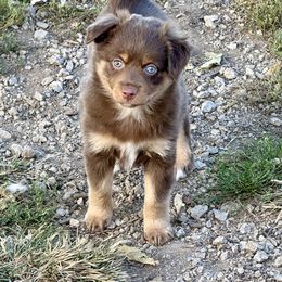 Miniature Australian Shepherd and Toy Australian Shepherd Puppies from Kickapoo Creek Toy & Mini Aussies