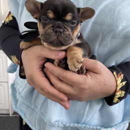 French Bulldog Puppies from Dunromin Farm