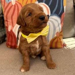 Turkey - Red  male Goldendoodle puppy in Camden, North Carolina from Oopsie Doodles of NC