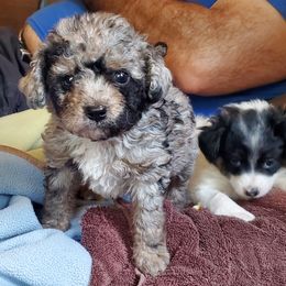 Freedom - Blue merle female Aussiedoodle puppy in Grants Pass, Oregon from Down Under Doodles