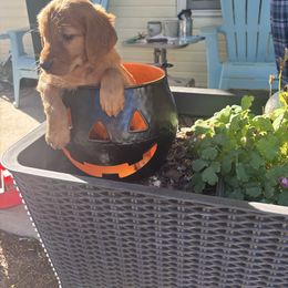 Miranda - Aqua Collar - Dark golden female Golden Retriever puppy in Cheyenne, Wyoming from Battlemountain Kennels