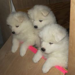 Samoyed Puppies from SnoFox Samoyeds