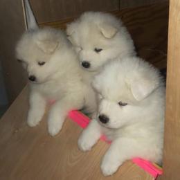 Samoyed Puppies from SnoFox Samoyeds