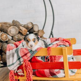 Ham - Blue merle female Miniature Australian Shepherd puppy in Enoch, Utah from Twisted H Aussies