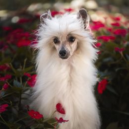 Victoria - Chinese Crested