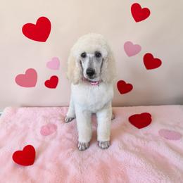 Mindy - Cream female Poodle puppy in Port Orange, Florida from Daytona’s Standard Poodles