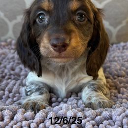 Gypsy Girl 1 - Chocolate and tan female Dachshund puppy in Joshua Tree, California from Desert Dreams Ranch