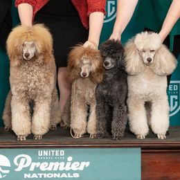 Poodle and Scottish Terrier Puppies from Conundrums Kennels