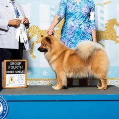 Buffett - Finnish Lapphund