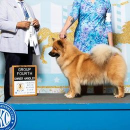 Buffett - Finnish Lapphund