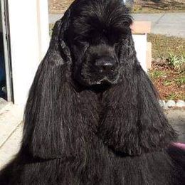 Blake - Cocker Spaniel