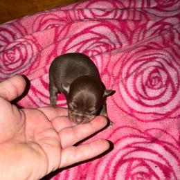 Mocha - Chocolate and tan female Chihuahua puppy in Breese, Illinois from Casey's Chihuahuas