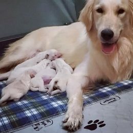Golden Retriever Puppies from Nina's Golden hour