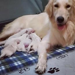 Golden Retriever Puppies from Nina's Golden hour