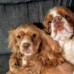 Cocker Spaniels from Lucky Doodle Creations