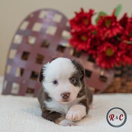 Pickles - Red tri female Miniature Australian Shepherd puppy in Buna, Texas from R & C Kennels