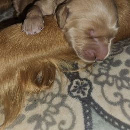 Boy 1 - Dark golden male Golden Retriever puppy in Dayton, Minnesota from Akoya Kennels