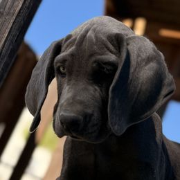 Weimaraner Puppies from Kennedy Weimaraners