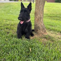 Ruthie - Scottish Terrier