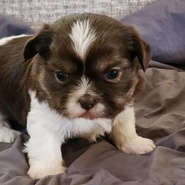 Girl 1 - Liver and white female Shih Tzu puppy in Alturas, California from Duarte's Shihtzu Puppies