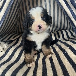 Bernese Mountain Dog Puppies from Blue Ridge Bernese