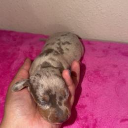 Woody - Dapple male Dachshund puppy in Grass Valley, California from Mis Doxie