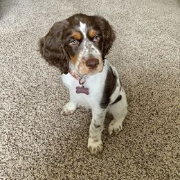 English Springer Spaniel Puppies from RoseMarie James Springer Spaniels