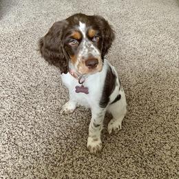 English Springer Spaniel Puppies from RoseMarie James Springer Spaniels