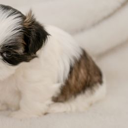 Girl 1 - Shih Tzu puppy from Good Lil Shih Tzu