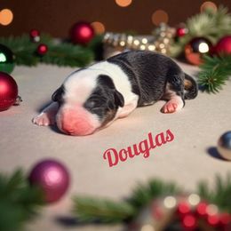 Douglas - Black and white male American Corgi puppy in Bland, Missouri from Shadey Lane Corgis