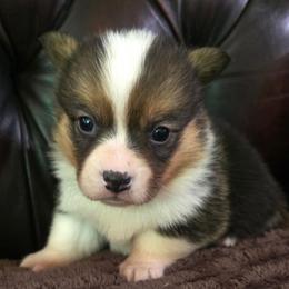 FF-2 - Black and tan female Pembroke Welsh Corgi puppy in Ely, Minnesota from RJ's Corgis