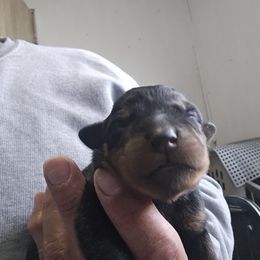 Miss Missy - Black and mahogany female Rottweiler puppy in Salt Lake City, Utah from Snubnose Rottweilers LLC