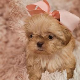 AKC Tiny Barbie - Cream and white female Shih Tzu puppy in Dexter, Kentucky from Enchanting Shih tzu