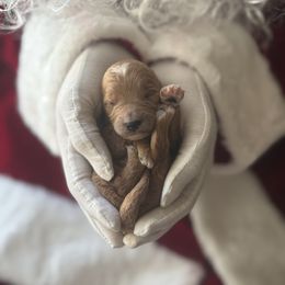 Cocoa (Khaki Collar) - Red  female Goldendoodle puppy in Modesto, California from Central Valley Canine Companions
