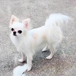 Blanch - Cream and white female Chihuahua puppy in Morrisville, North Carolina from Mozzafiato Chihuahuas