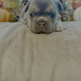 French Bulldog Puppies from Fun & Frenchie Free, LLC