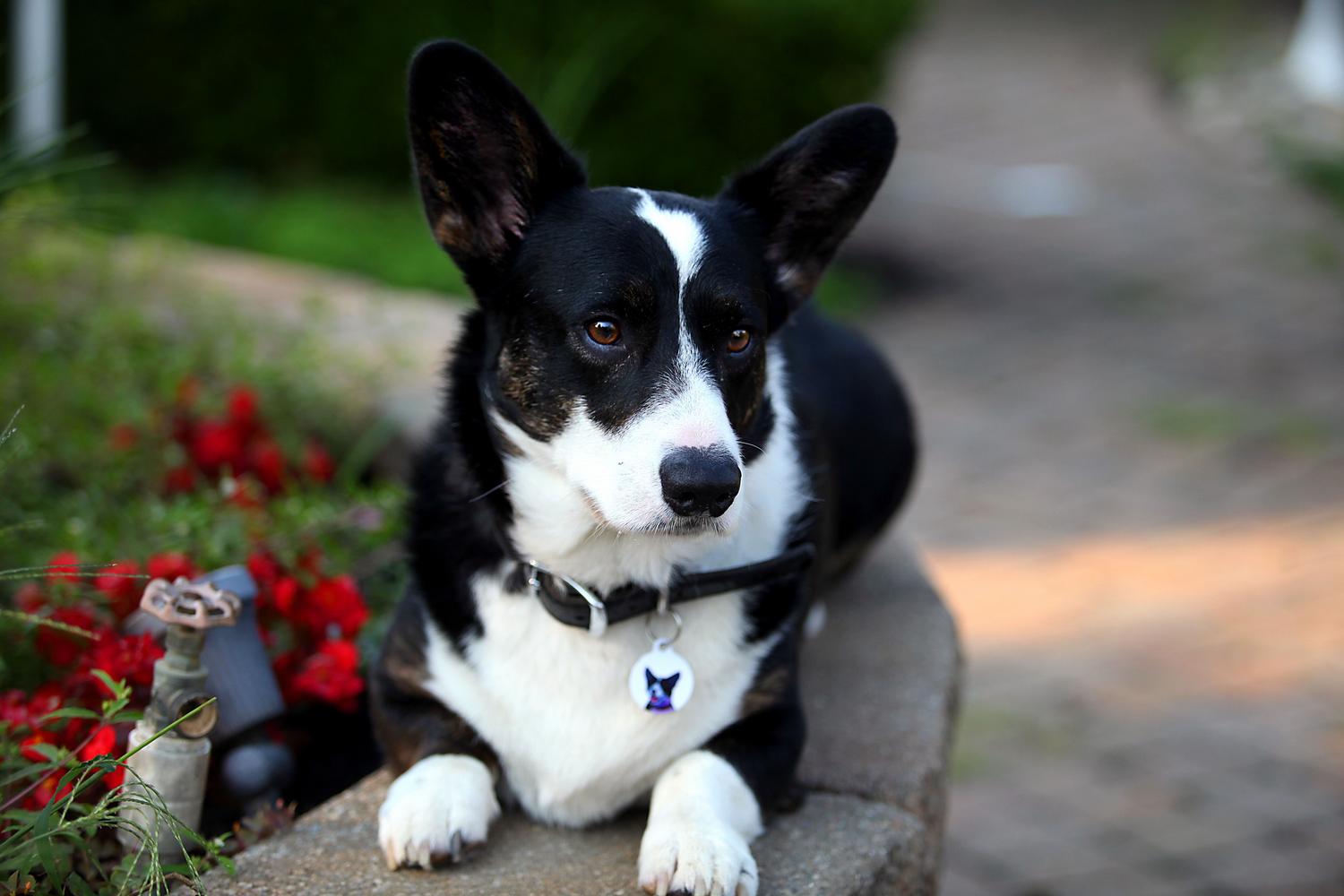 Corgi lays next to some flowers