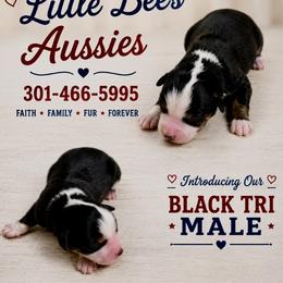 Black tri Bonnie - Black tri male Miniature Australian Shepherd puppy in Nashville, Tennessee from Little B’s Aussies