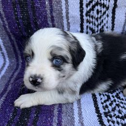 Barney - Blue merle male Australian Shepherd puppy in Quaker City, Ohio from Wagon Wheel Aussies and Corgi’s