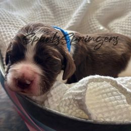 English Springer Spaniel Puppies from Sparks Springer Spaniels