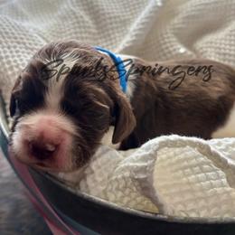 English Springer Spaniel Puppies from Sparks Springer Spaniels