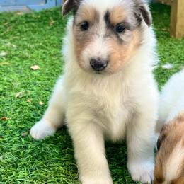 Clover - White merle female Collie puppy in Henderson, Nevada from River Spirit Collies