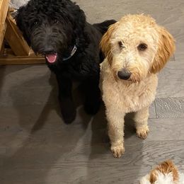 Goldendoodles from Jonesin for Doodles