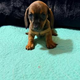 Autumn Moon - Red female Dachshund puppy in Fayetteville, North Carolina from Army of Dachshunds