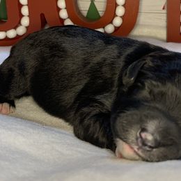 Girl 3 - Aussiedoodle puppy in Shell Lake, Wisconsin from KC Acres