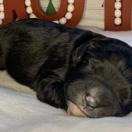 Girl 3 - Aussiedoodle puppy in Shell Lake, Wisconsin from KC Acres