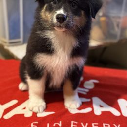 Shulker - Black tri-color male Australian Shepherd puppy in Rapid River, Michigan from Echolight Australian Shepherds