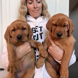 Labrador Retriever Puppies from SR Kennels