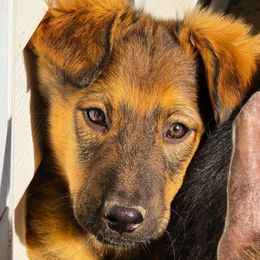 Mini Pepper - Black white and tan female Xoloitzcuintli puppy in Ethridge, Tennessee from Royalty Reigns Xolos