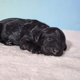Stella - Black female Cockapoo puppy in Louisburg, North Carolina from Raven Oak's Mini Cockapoos and Mini Dachshunds